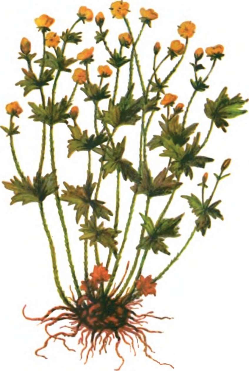 Лапчатка прямостоячая (калган) с корнем