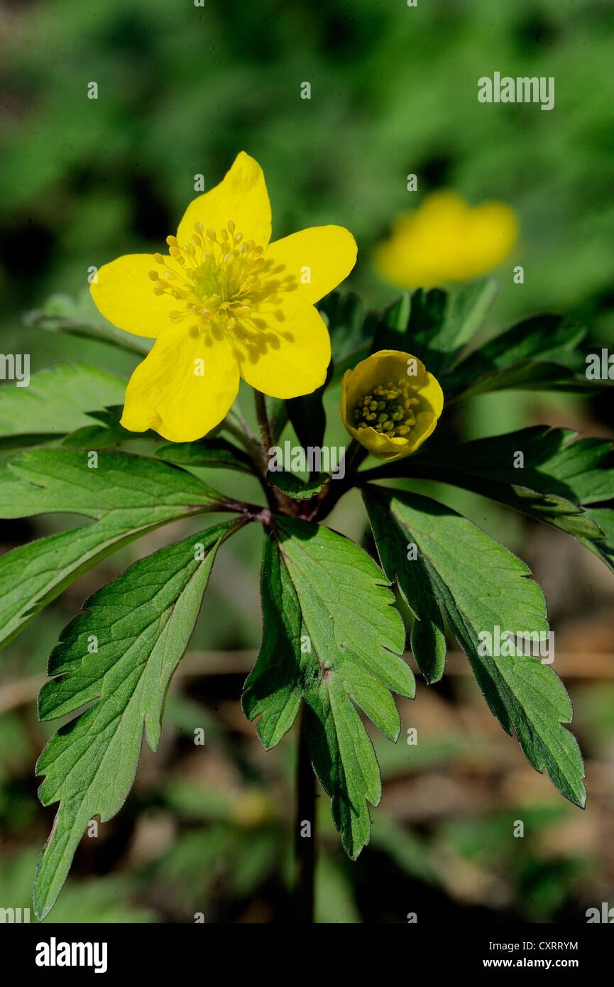 Лапчатка гусиная