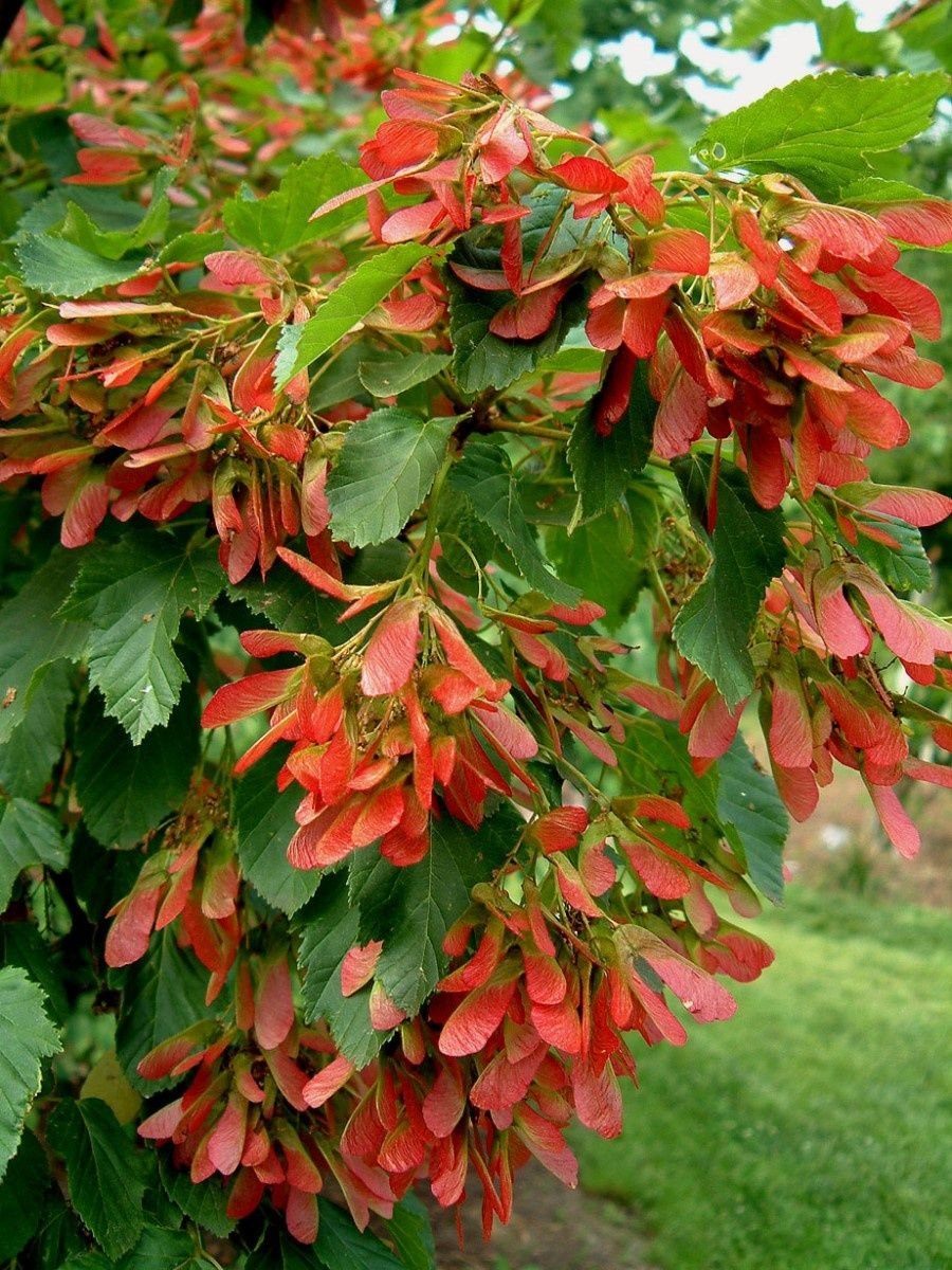 Клен татарский (Acer tataricum l.)