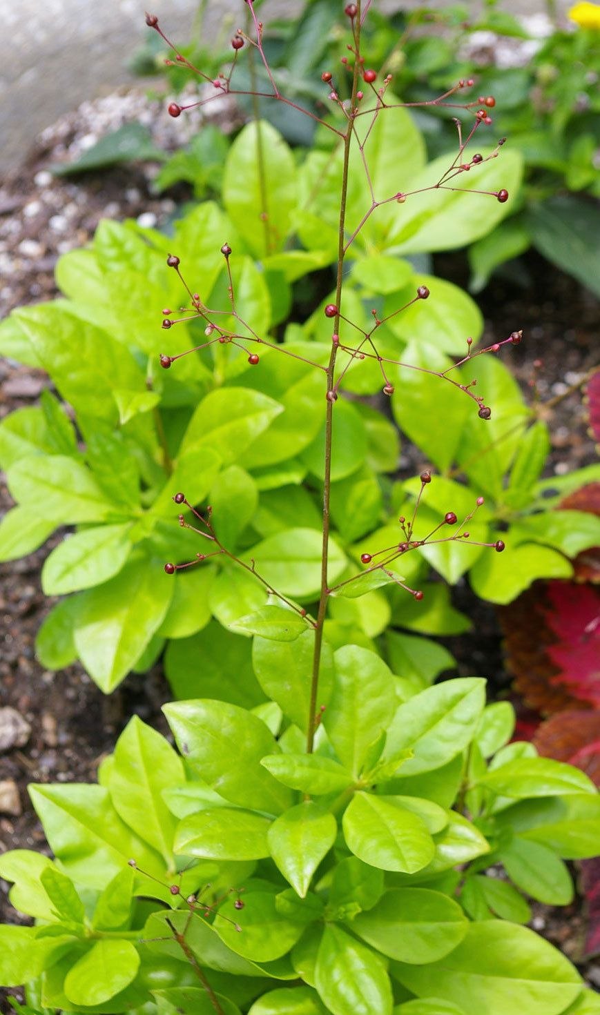 Талинум паникулатум