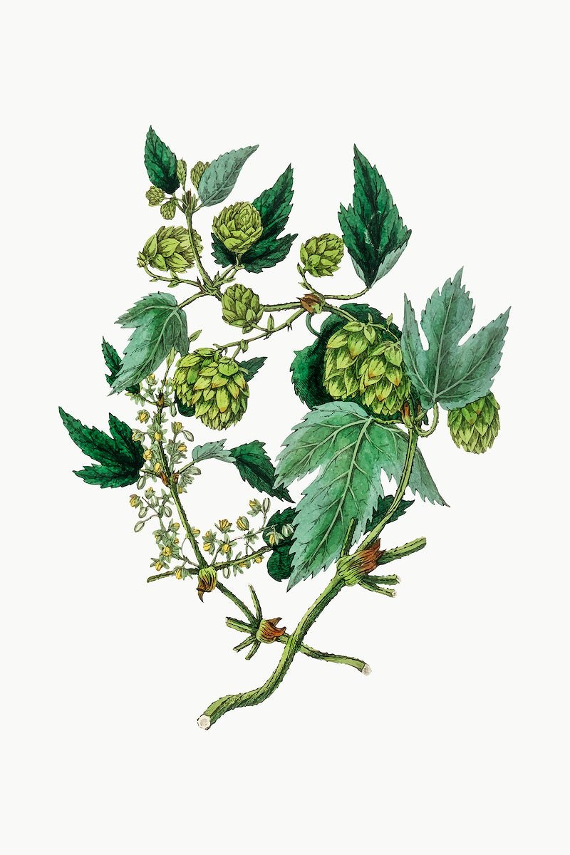 Humulus lupulus