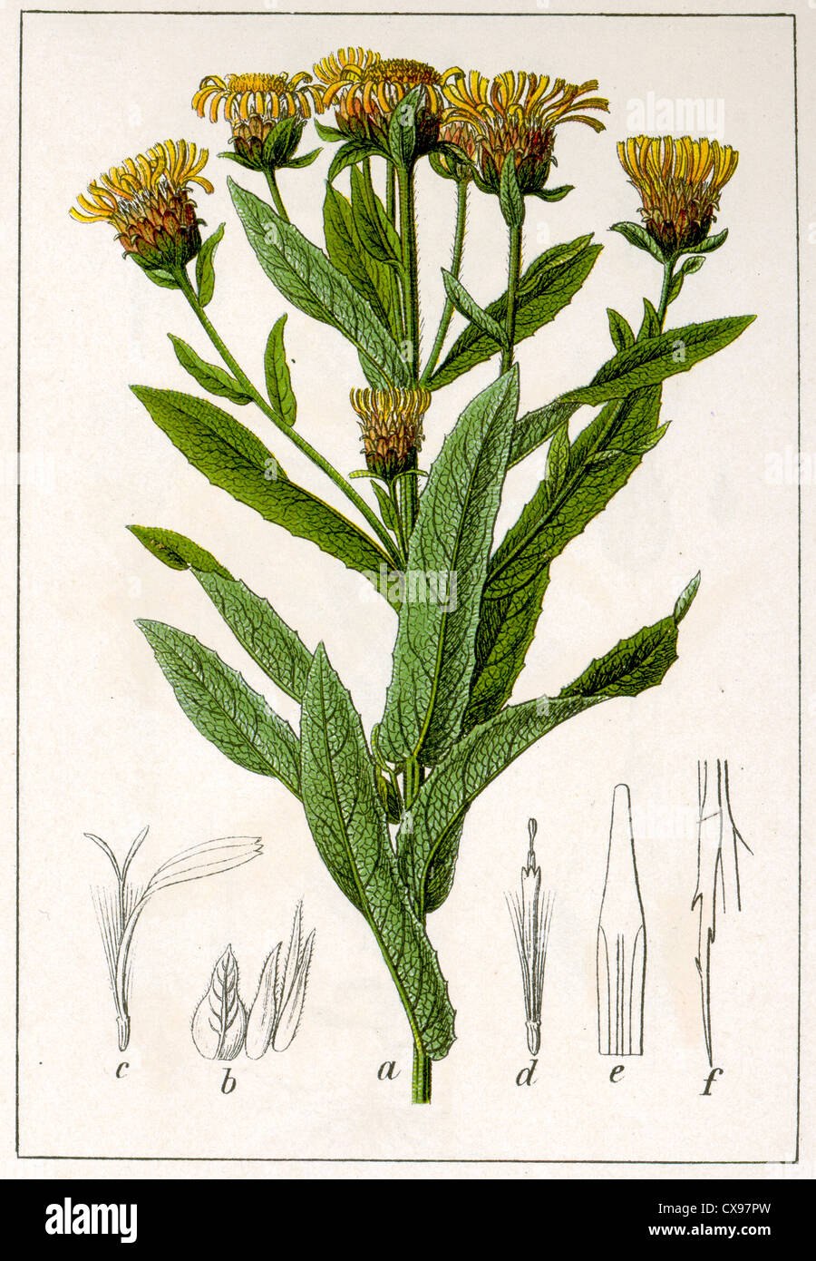 Девясил на белом фоне