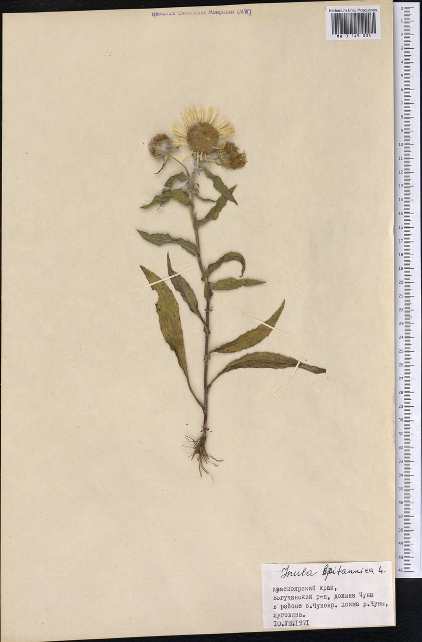 Девясил на белом фоне