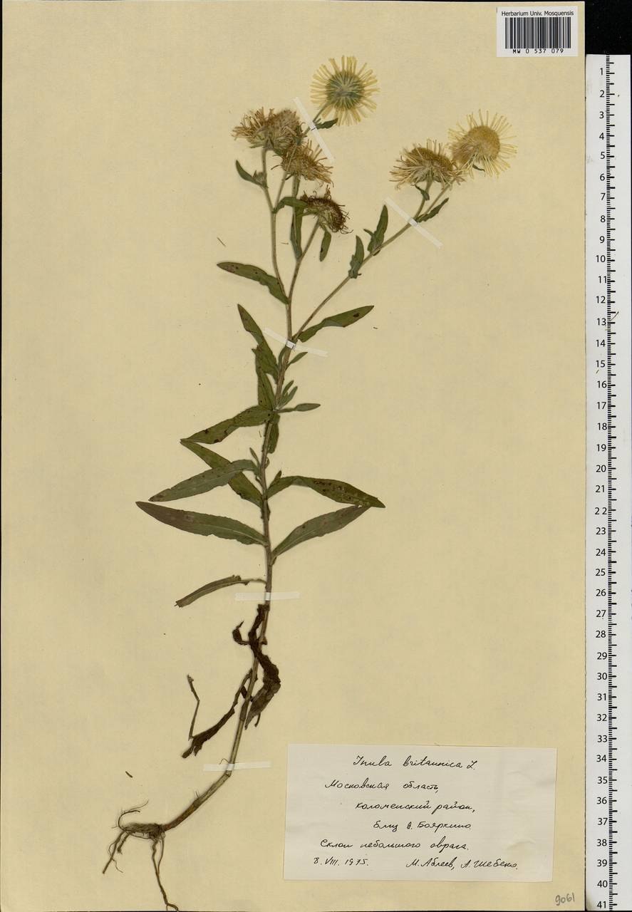 Девясил вектор