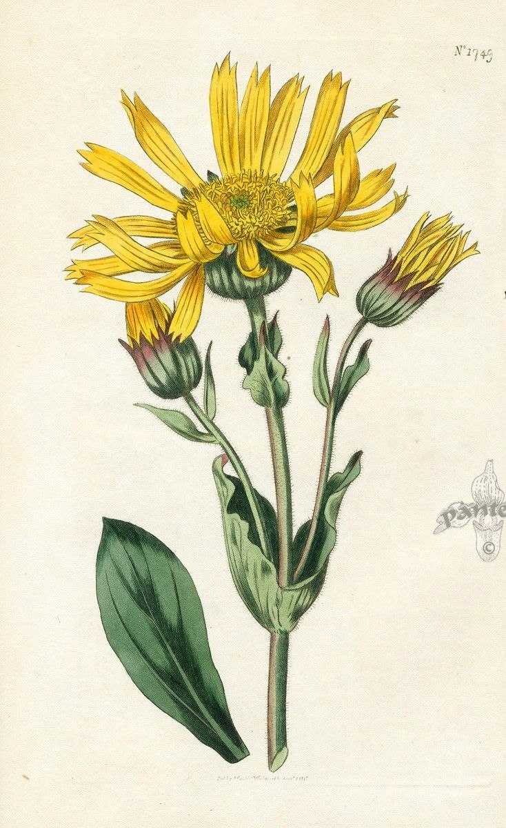 Девясил Ботаническая иллюстрация