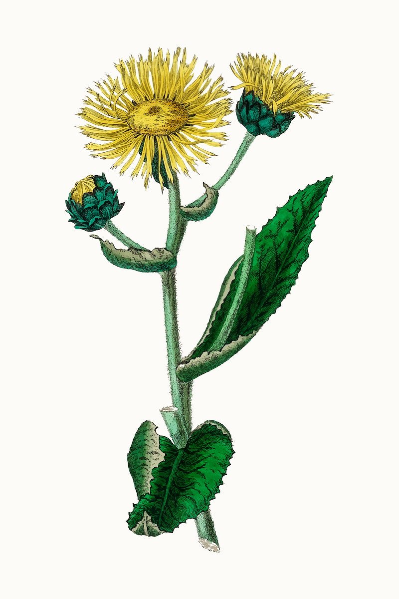 Гелениум ботаника