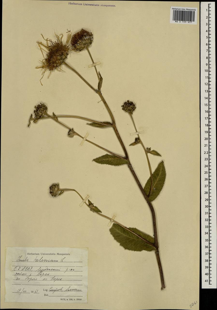 Девясил иволистный гербарий