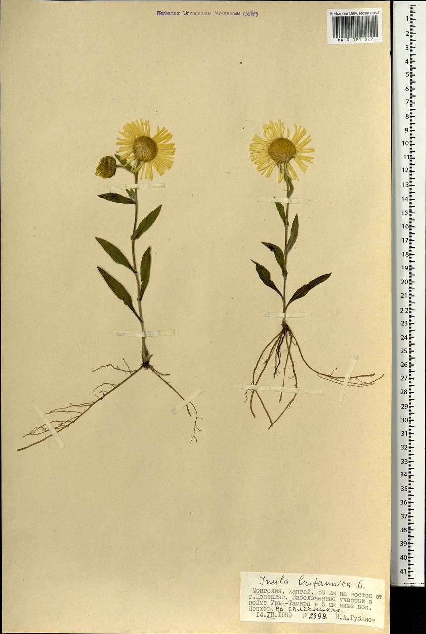 Inula salicina l.