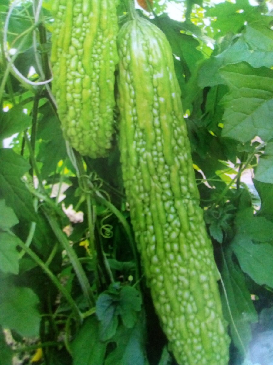 Момордика огурец Лиана