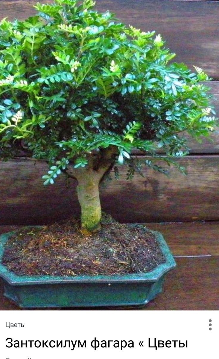 Зантоксилум бонсай