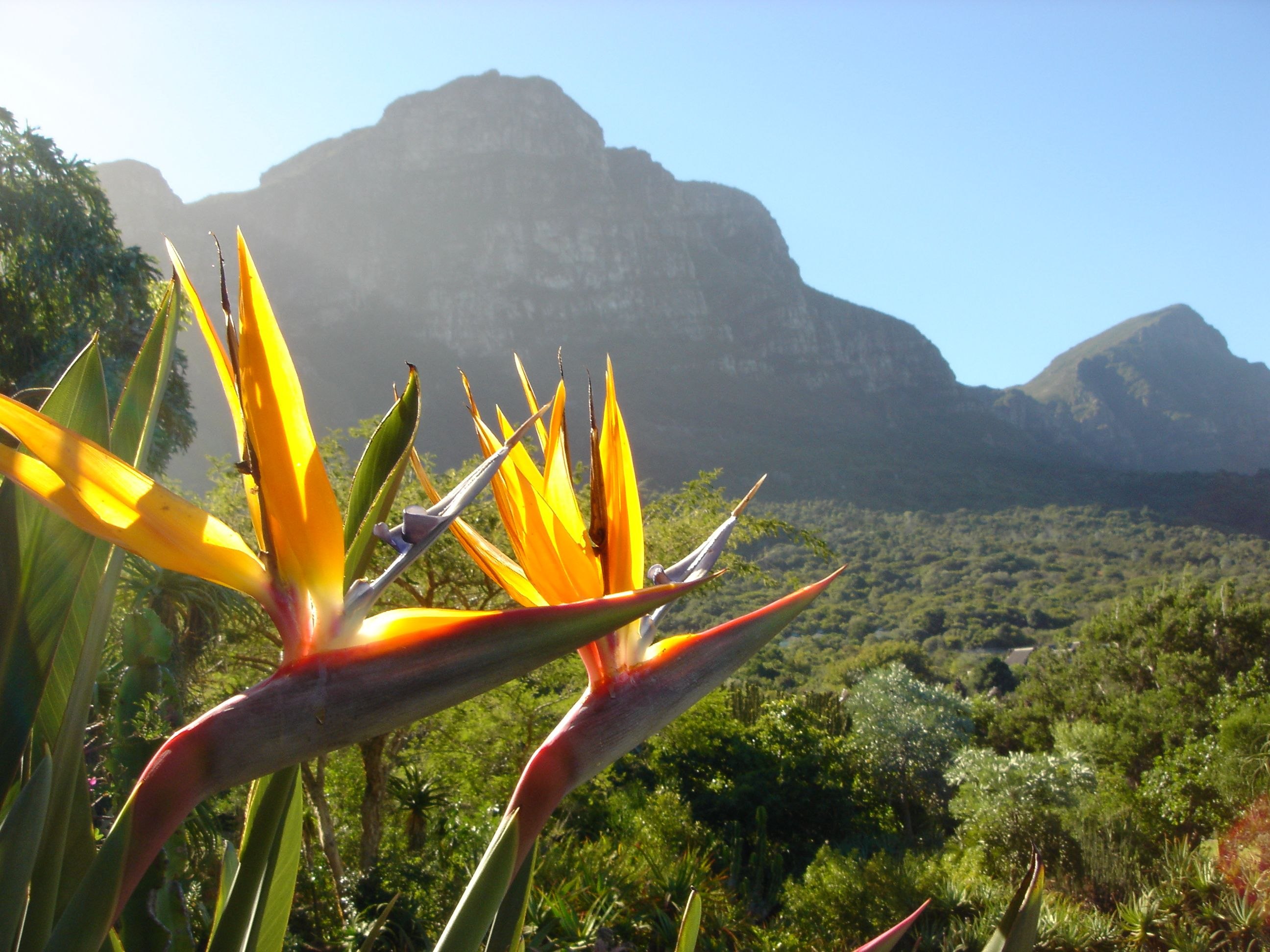 Какие растения в субтропических лесах. Ботанический сад Кирстенбош. Кирстенбош ЮАР. Ботанический сад Кейптаун. Кирстенбош Кейптаун.