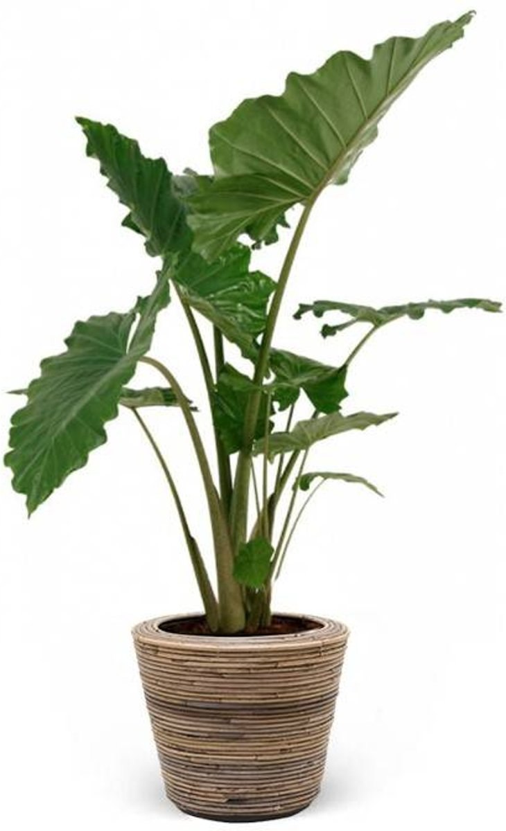 Алоказия Полли d12