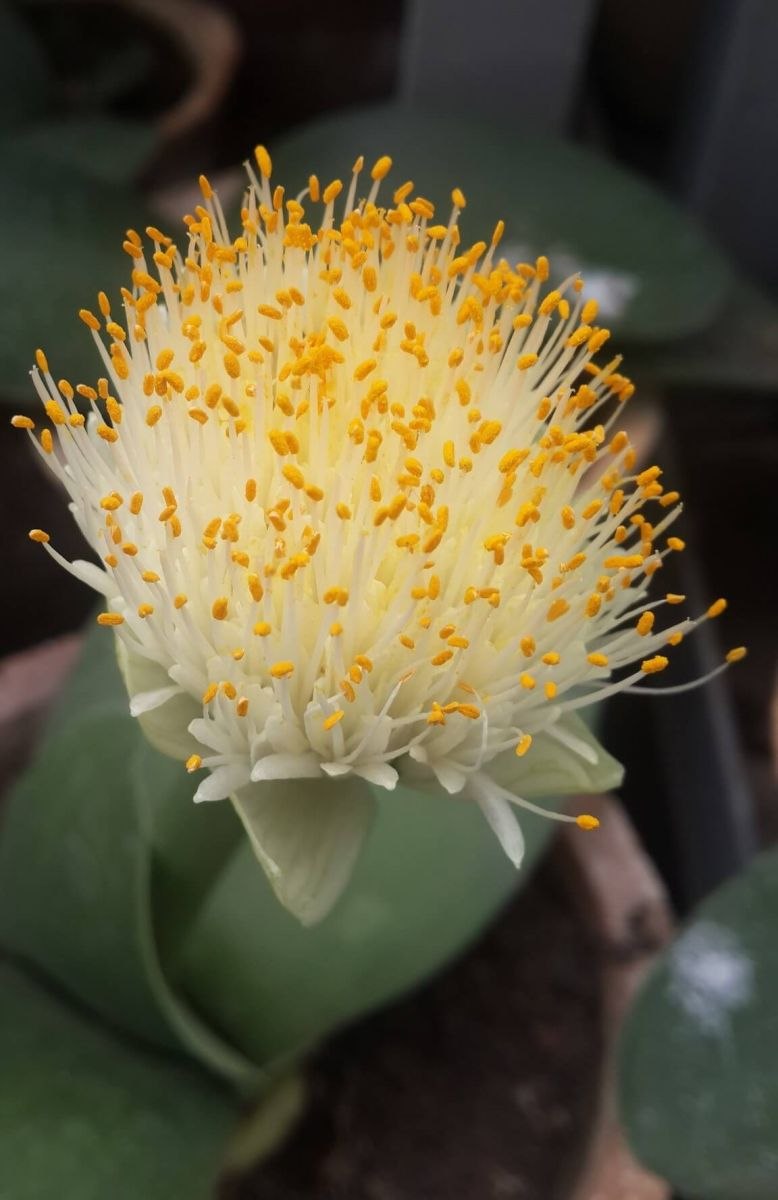 Кливия, Гименокаллис, гемантус