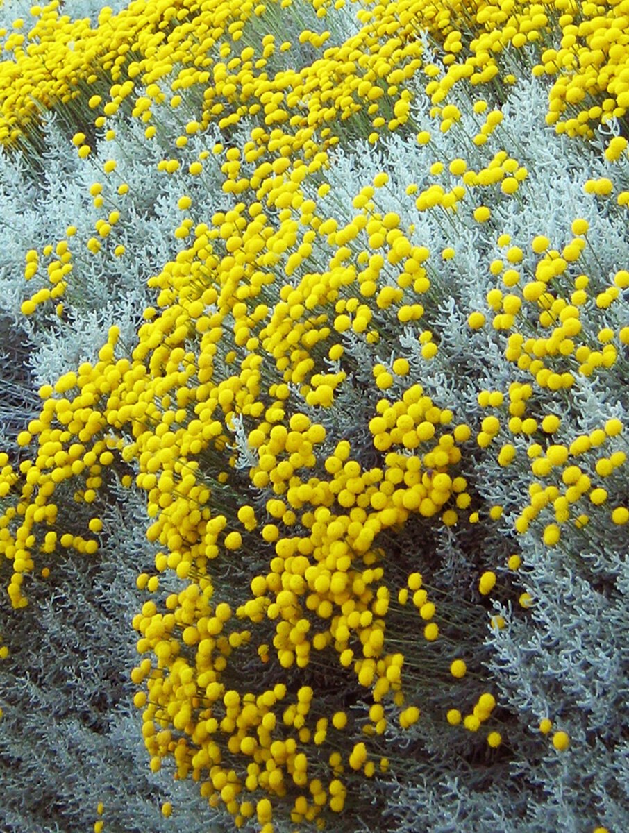 Сантолина кипарисовидная