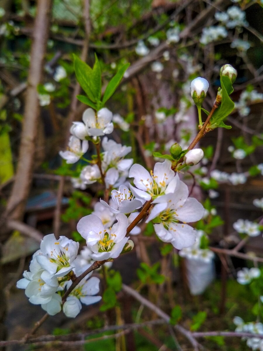 Джида цветет