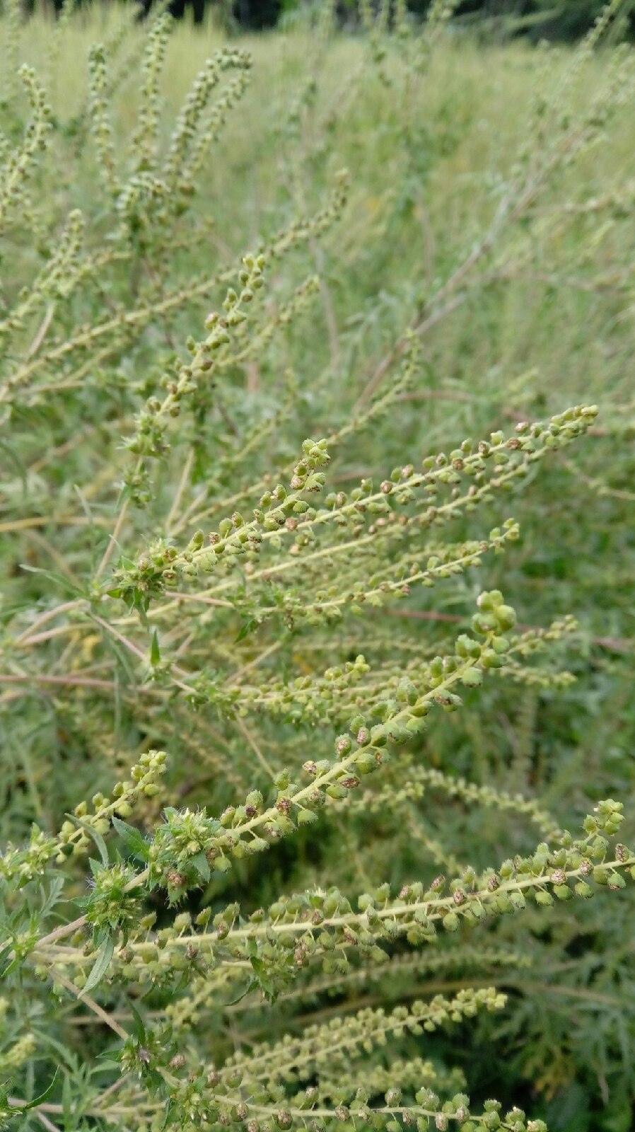 Амброзия полыннолистная