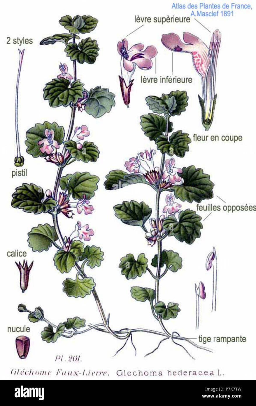 Будра плющевидная листья