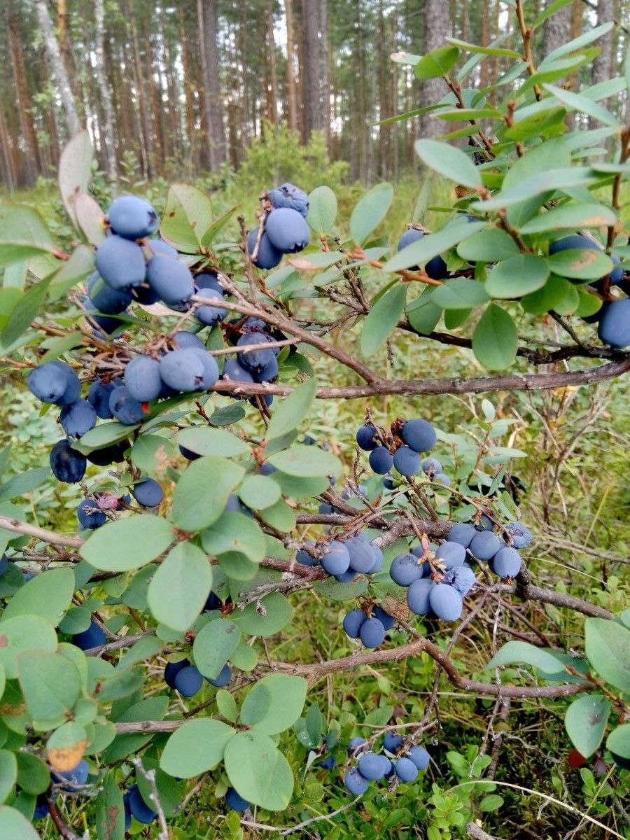 Голубика Лесная куст