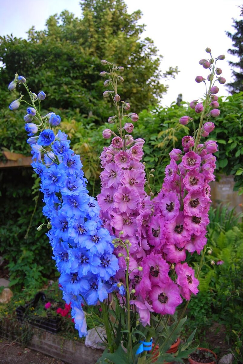 Цветок цветоложе околоцветник