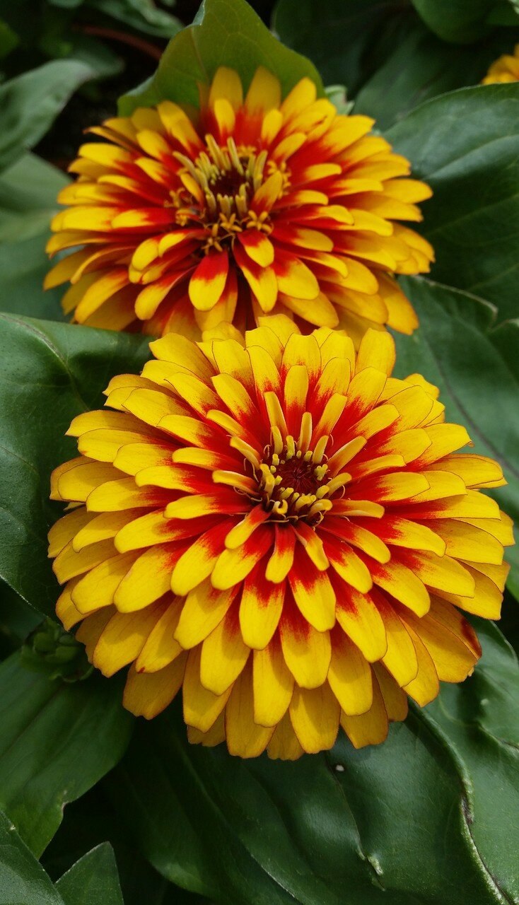 Цинния свизл Скарлет