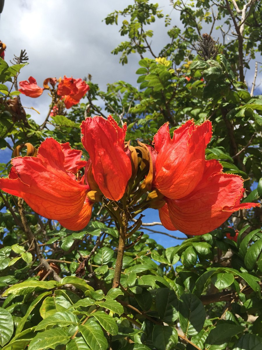 Спатодея колокольчатая африканское тюльпановое дерево