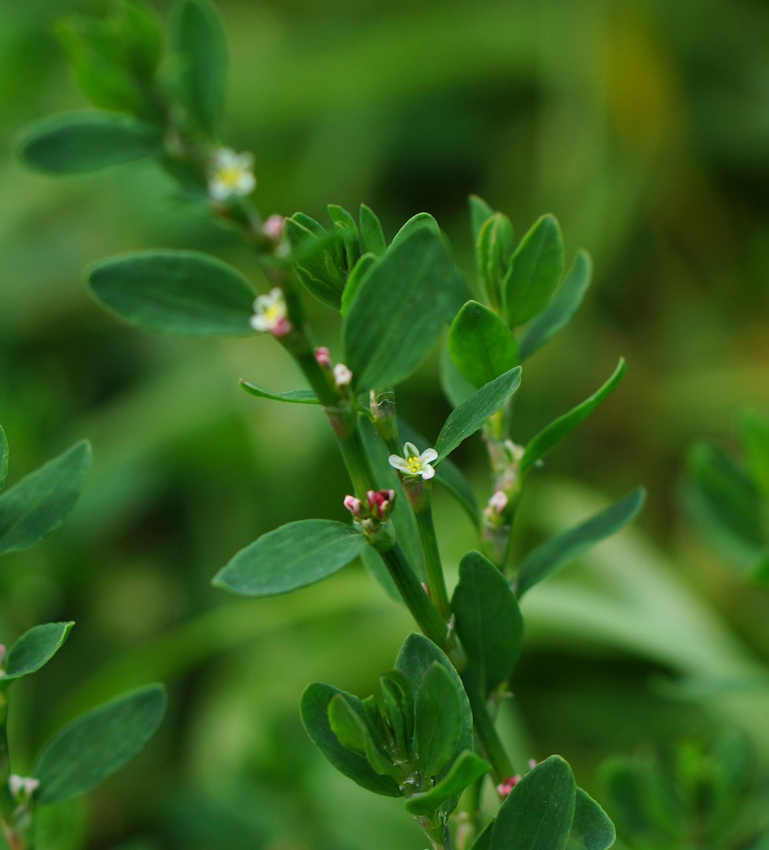 Как выглядит гречишка. Polygonum arenastrum. Спорыш цветок. Спорыш обыкновенный. Трава спорыш Крым.