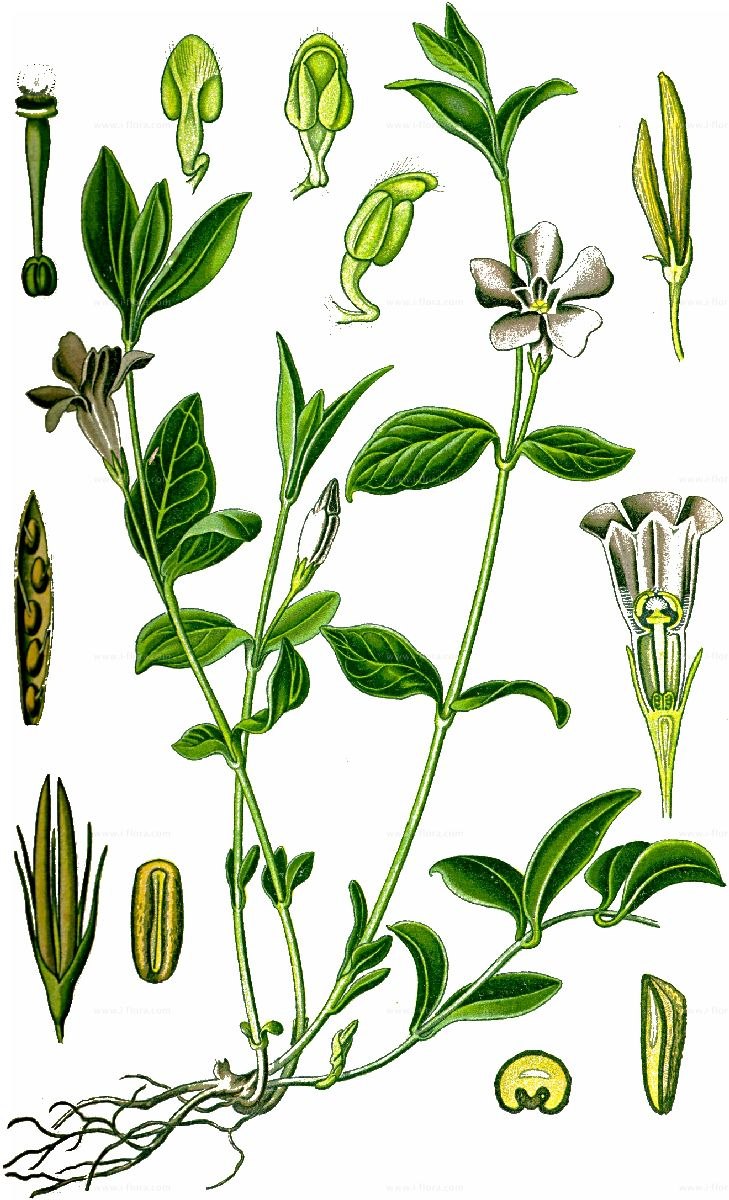 Настой спорыша