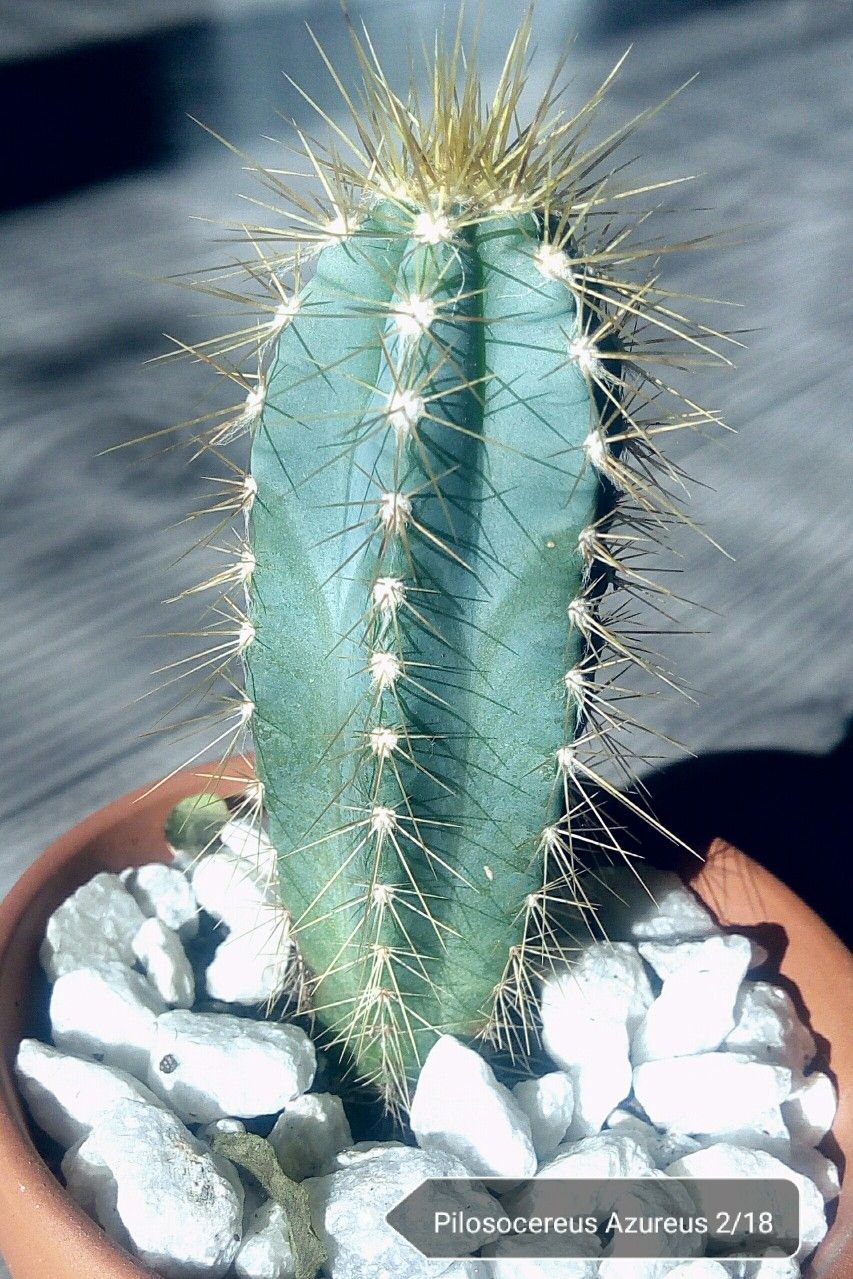 Цереус сизый