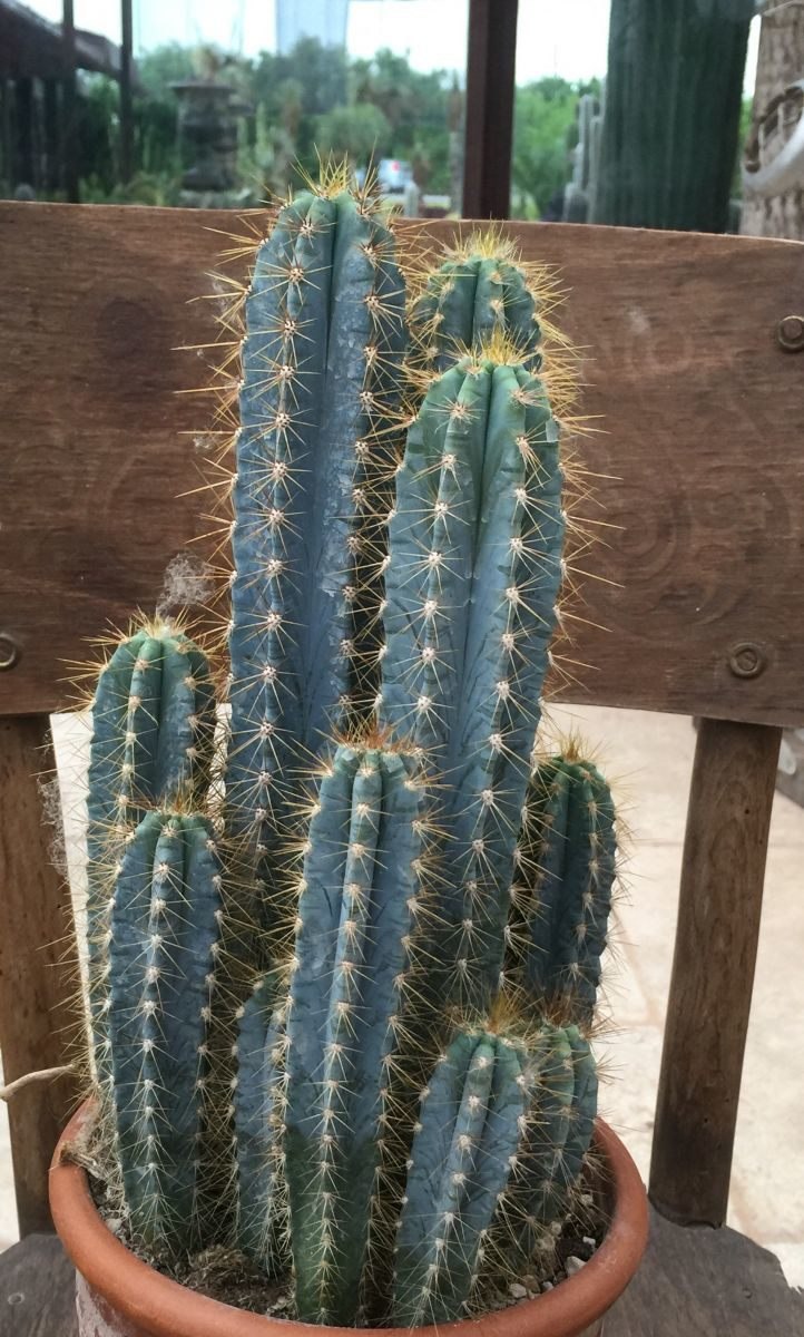 Цереус Форбса Санта-Фе Гавриш