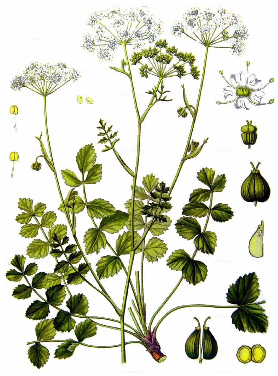 Тмин (Carum Carvi)