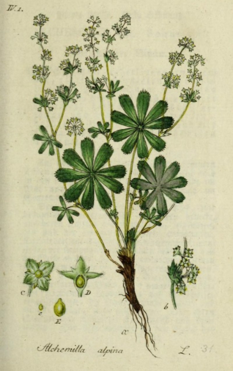 Бедренец анисовый