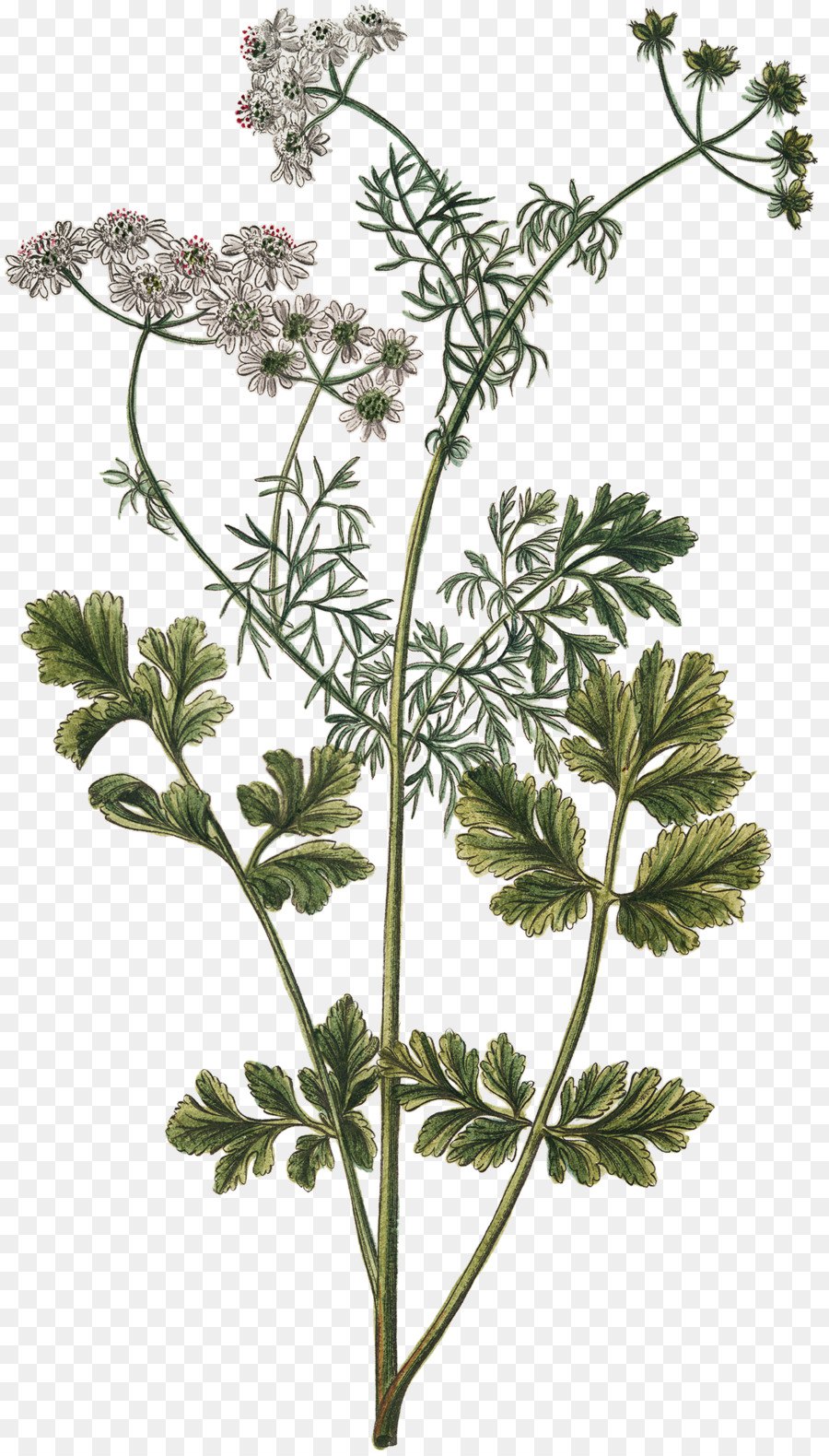 Бадьян специя скетчи