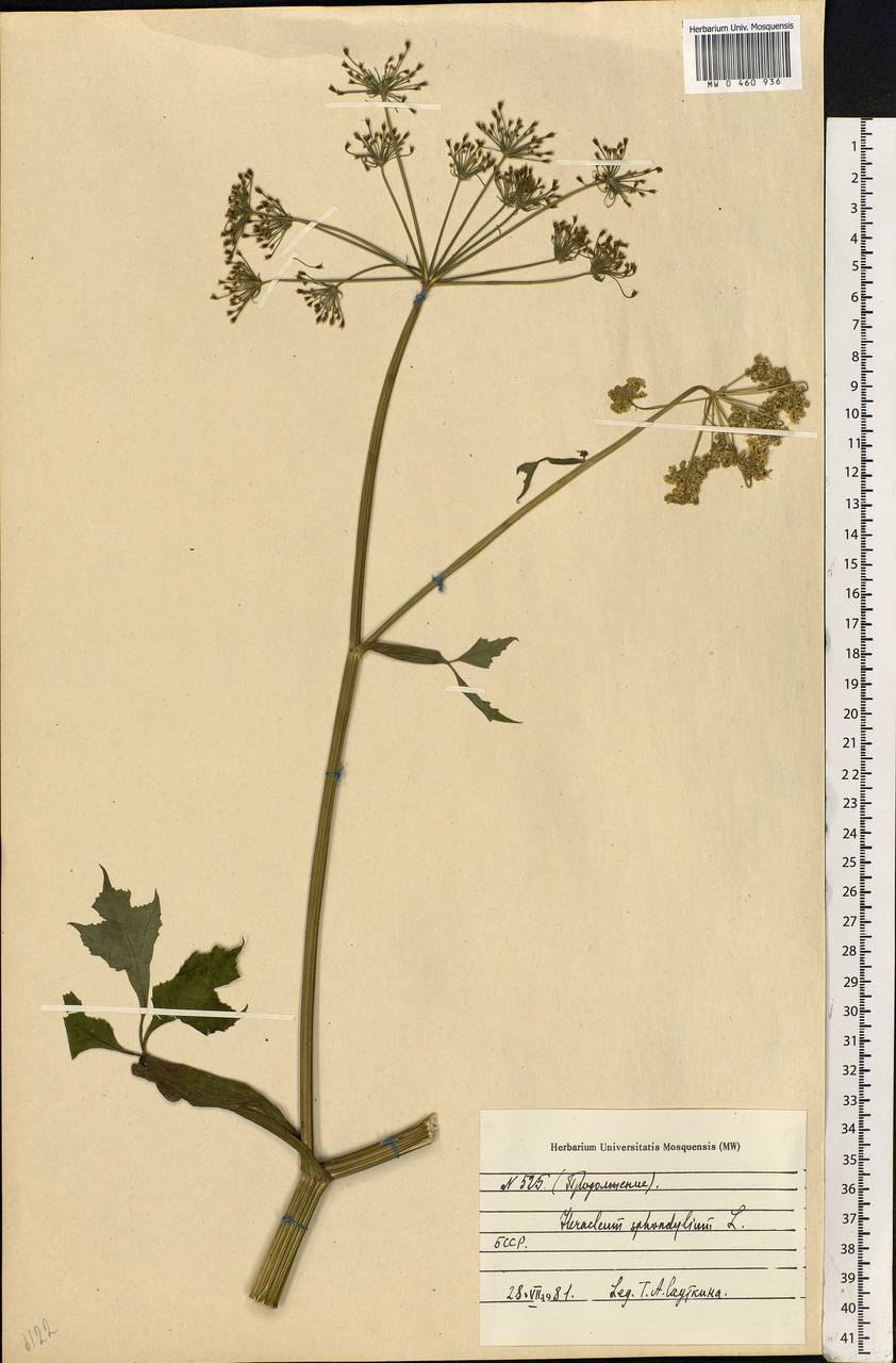 Анис обыкновенный на белом фоне