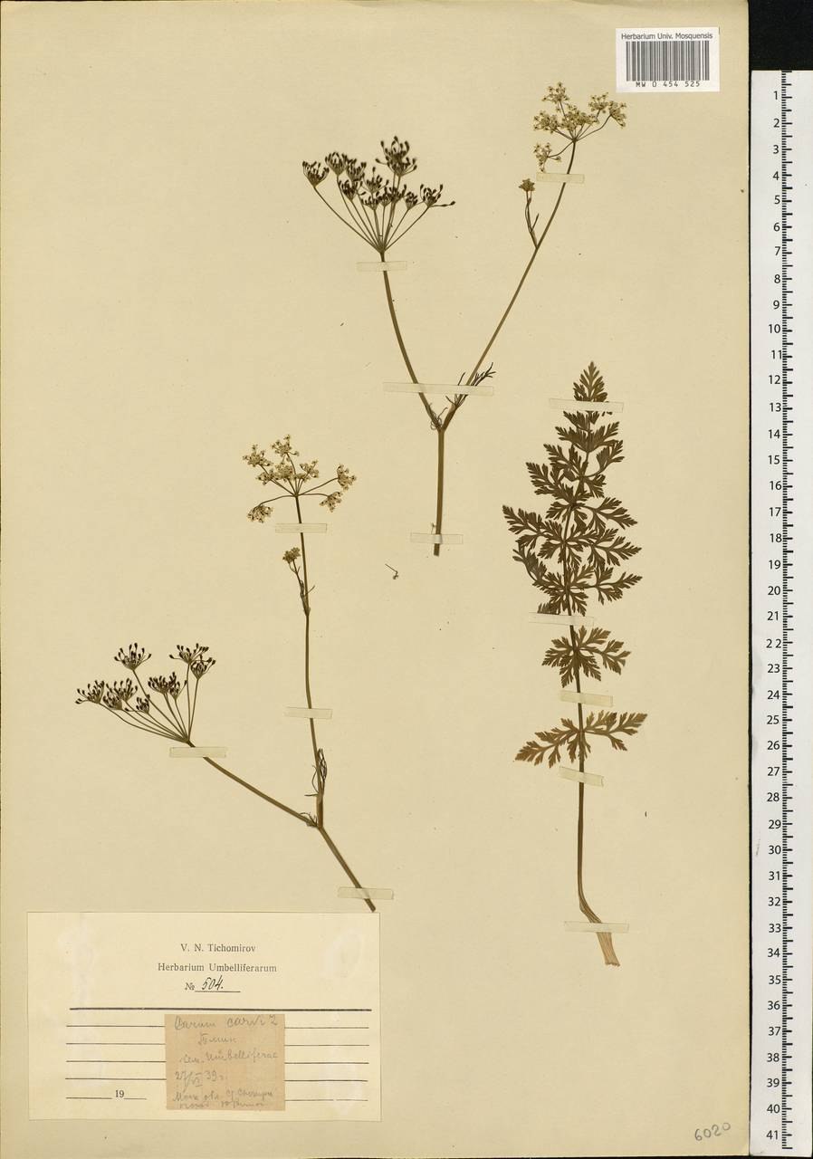 Pimpinella anisum . На белом фоне