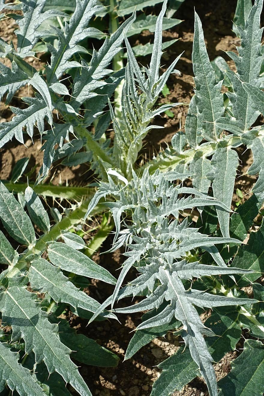 Чертополох листья