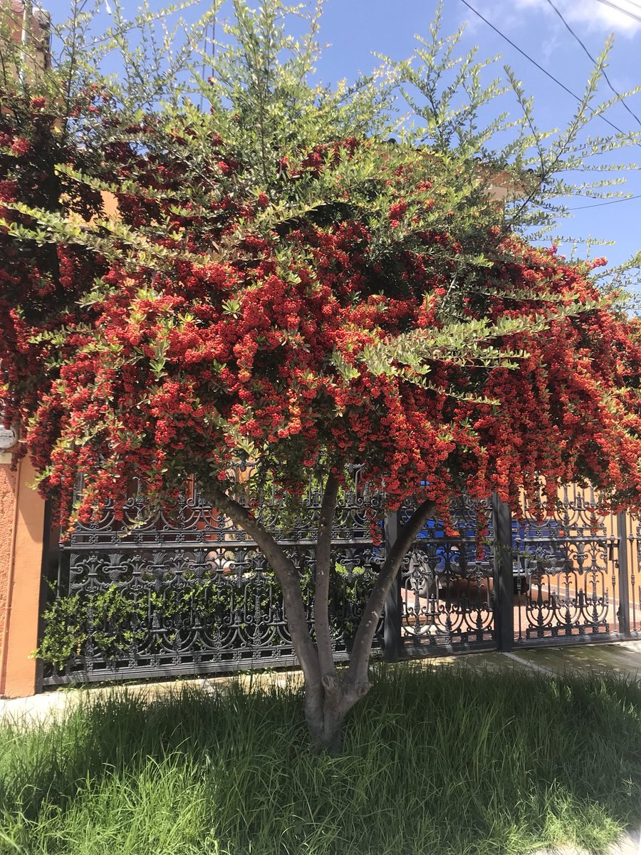 Штамбовый куст крыжовника