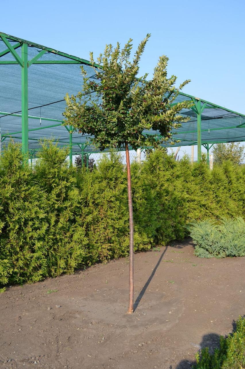 Арония штамбовая