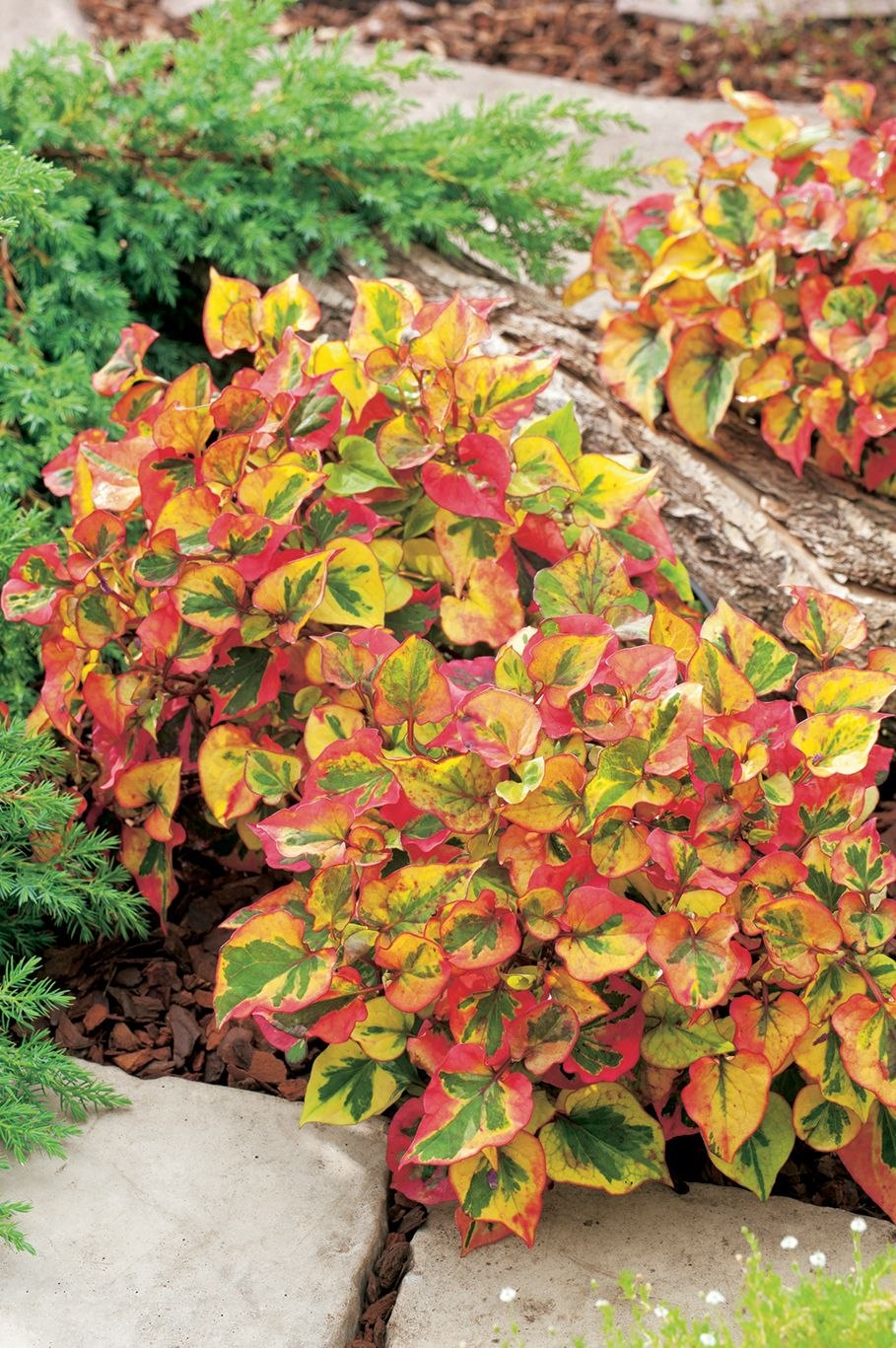 Хауттюйния cordata Chameleon