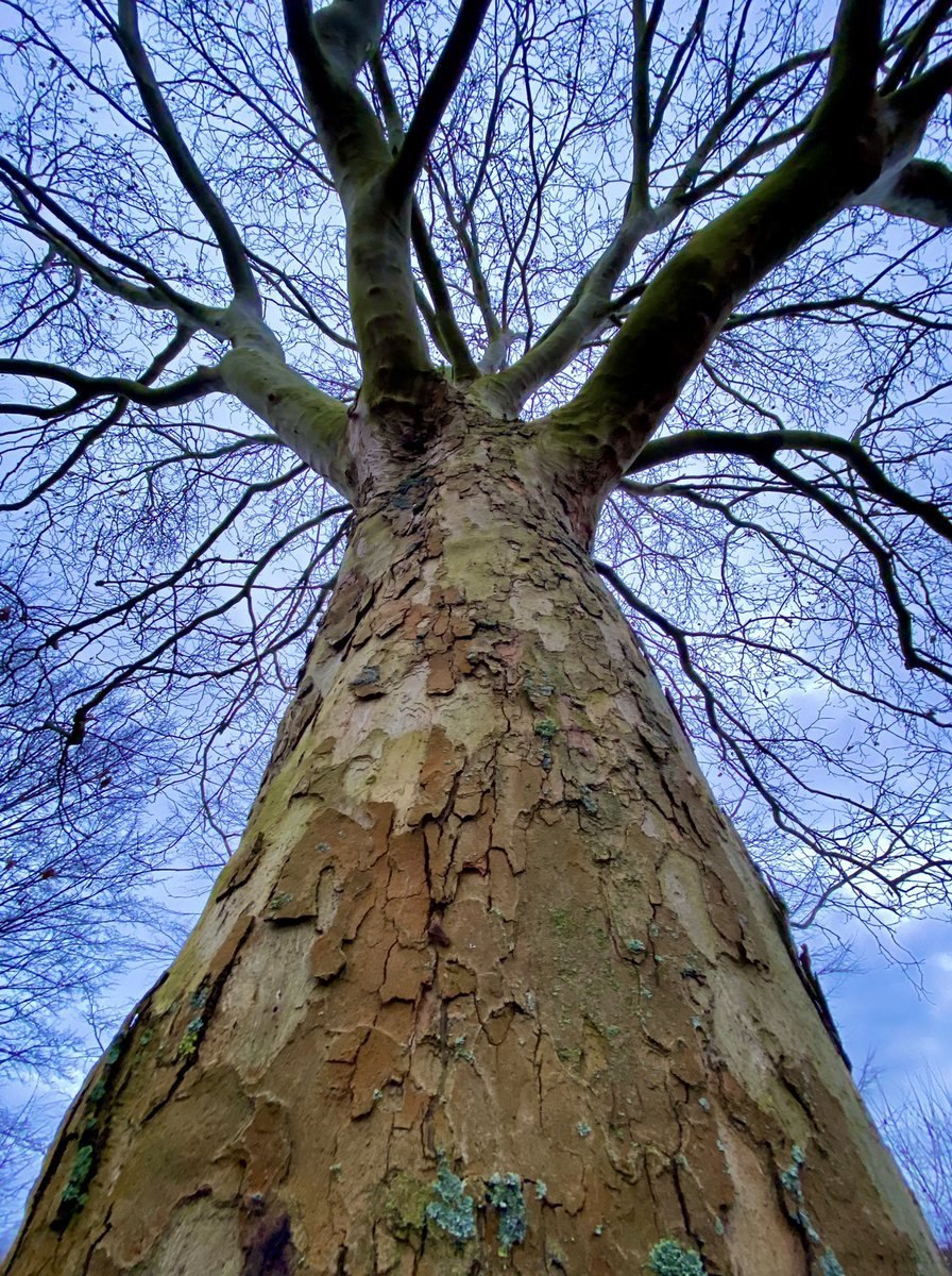 Чертово дерево в Игринском районе