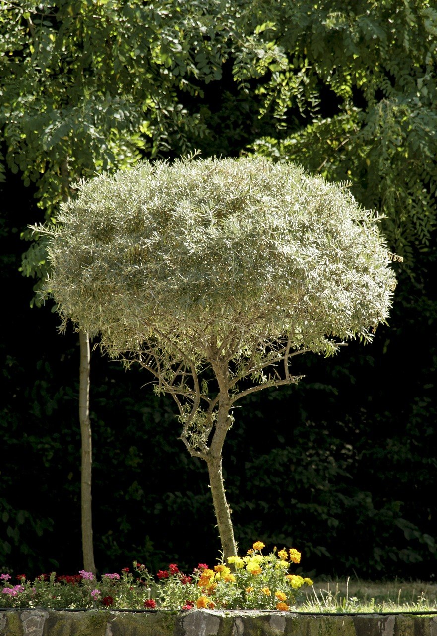 Божественное дерево садовое