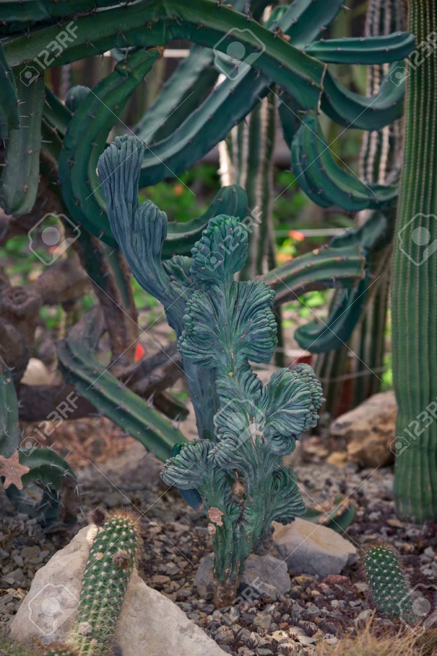 Myrtillocactus geometrizans monstrosa