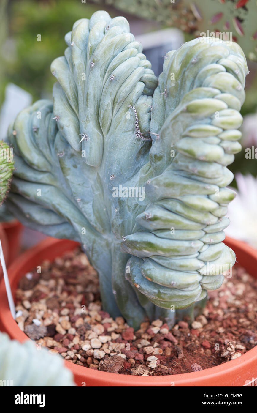 Миртиллокактус Кристата