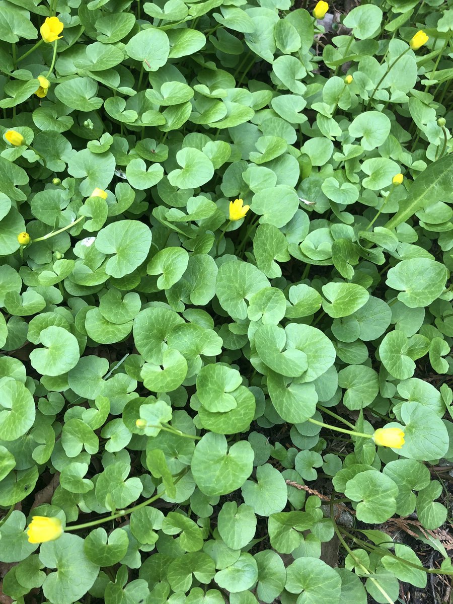 Копытень Европейский