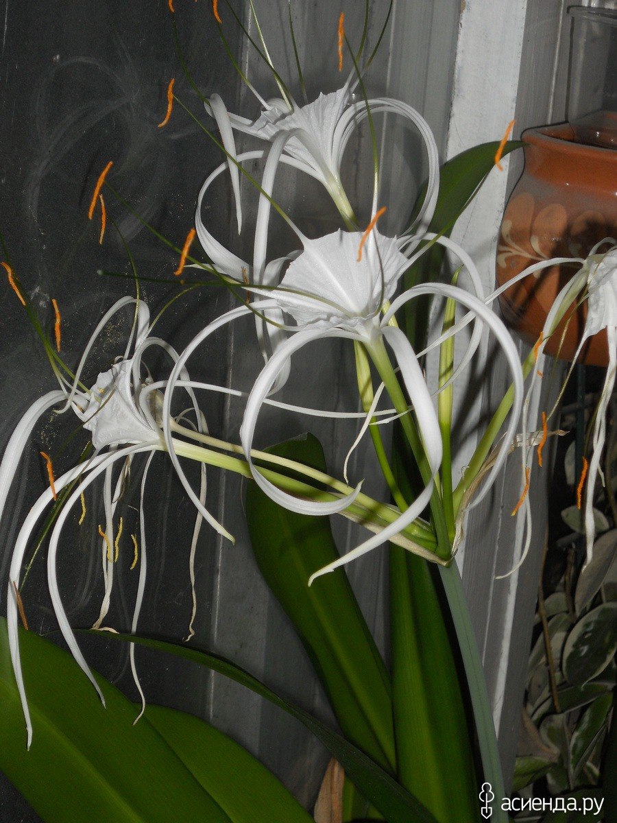 Гименокаллис цветение