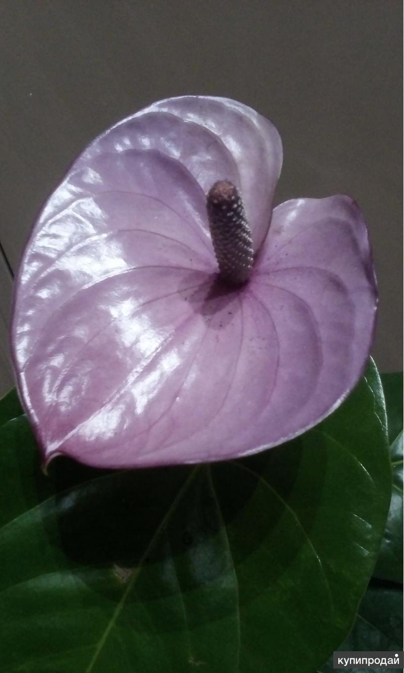 Антуриум принцесса Алексия мозаик