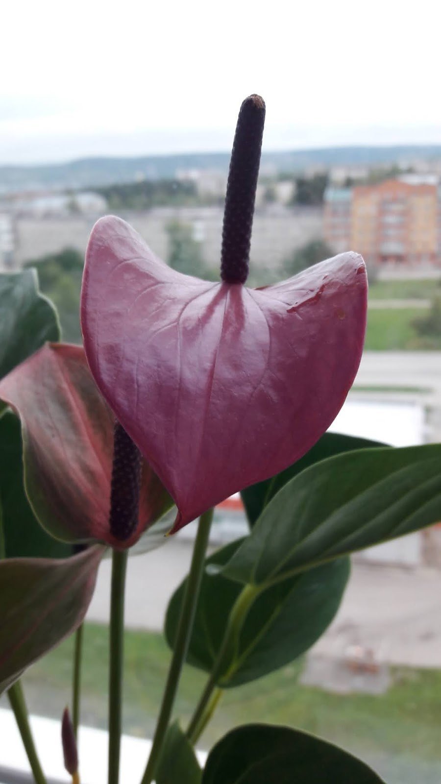 Антуриум Вайолет