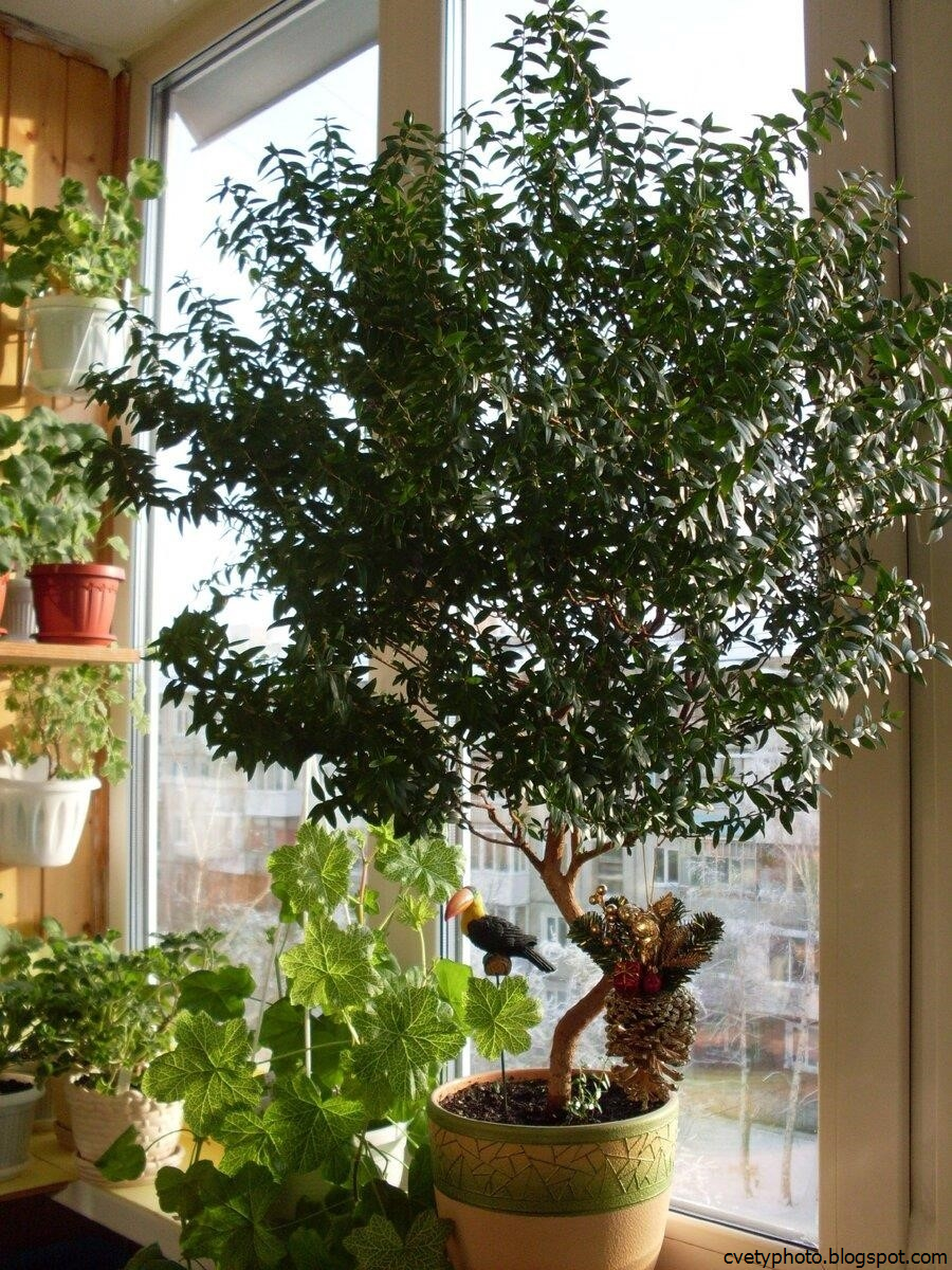 Мирт ампельный