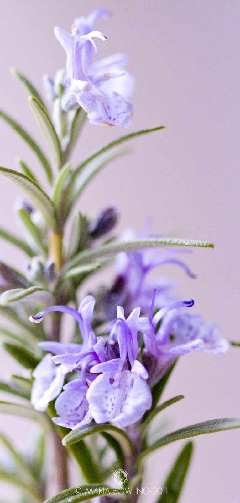 Розмарин оффициналис