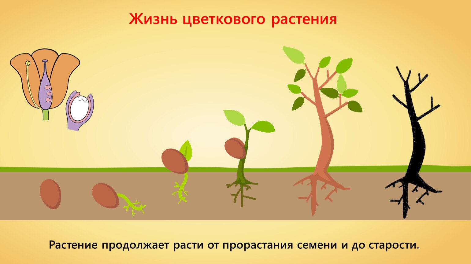 Развитие цветкового растения. Жизнь растений Тимирязева. Формирование организма. Жизнь цветкового растения начинается с семени.