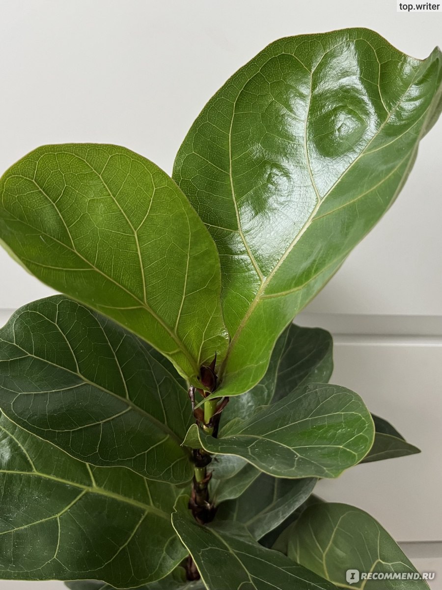 Йемен растение кат